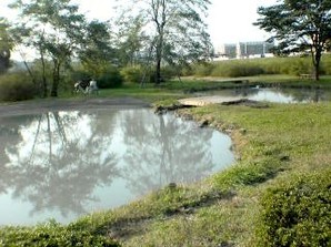 写真：多摩川中央公園4