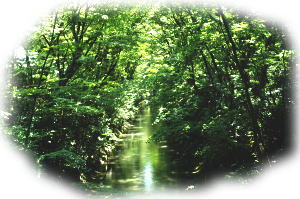 写真:玉川上水新堀橋付近