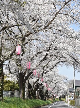 写真：ふっさ桜まつり