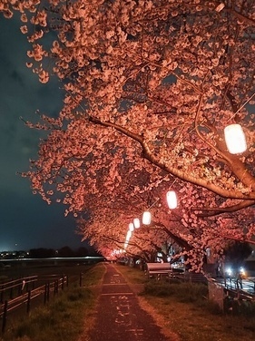 写真：ふっさ桜まつり